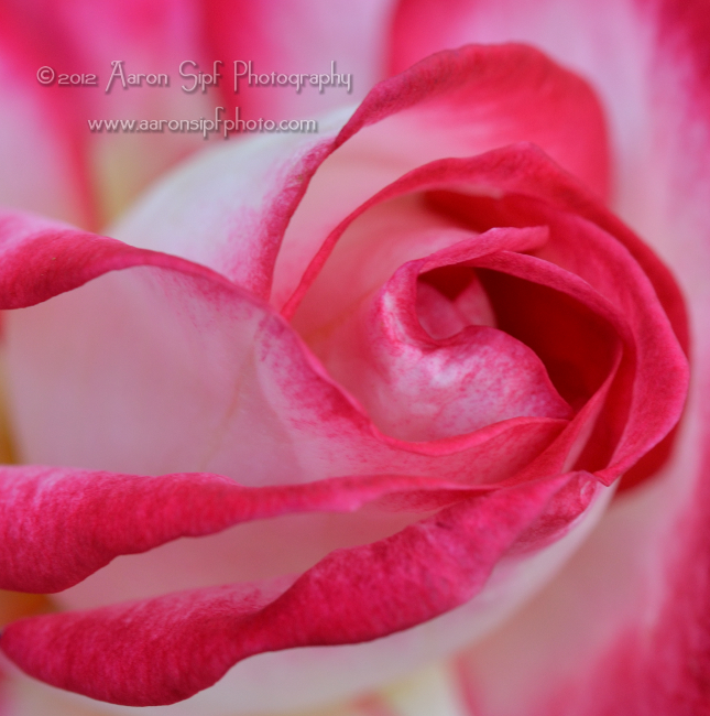 Rosa Kordes Perfecta